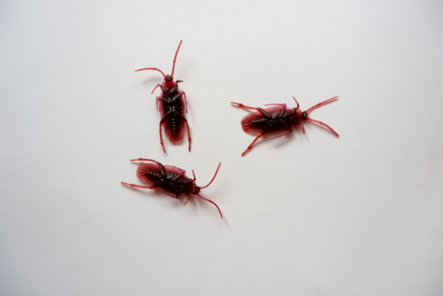 オモチャのゴキブリ3つ