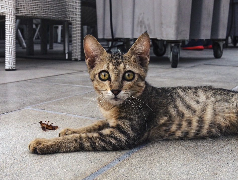 ゴキブリをつかまえる猫