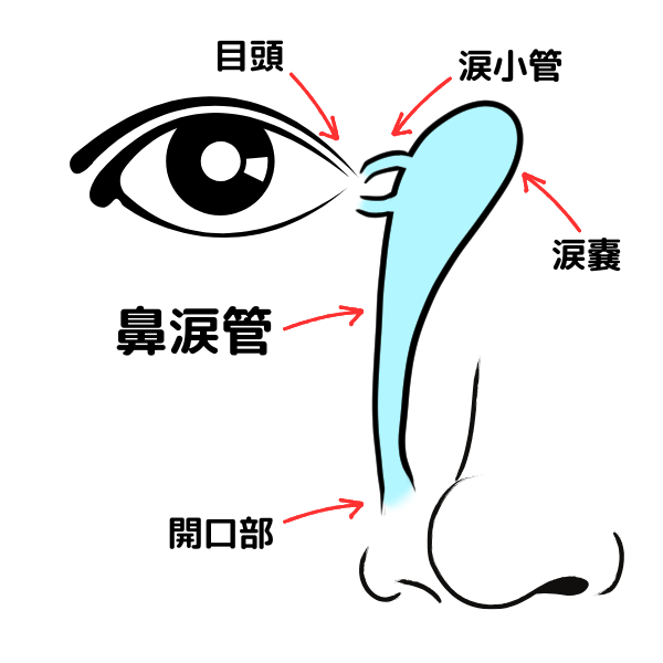 鼻涙管の位置（説明図）