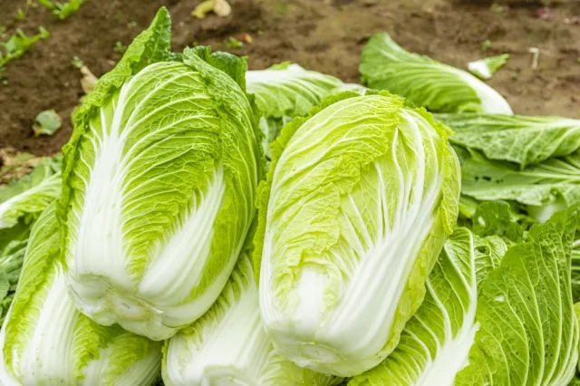 採れたての白菜