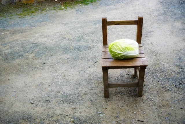 椅子の上にある白菜