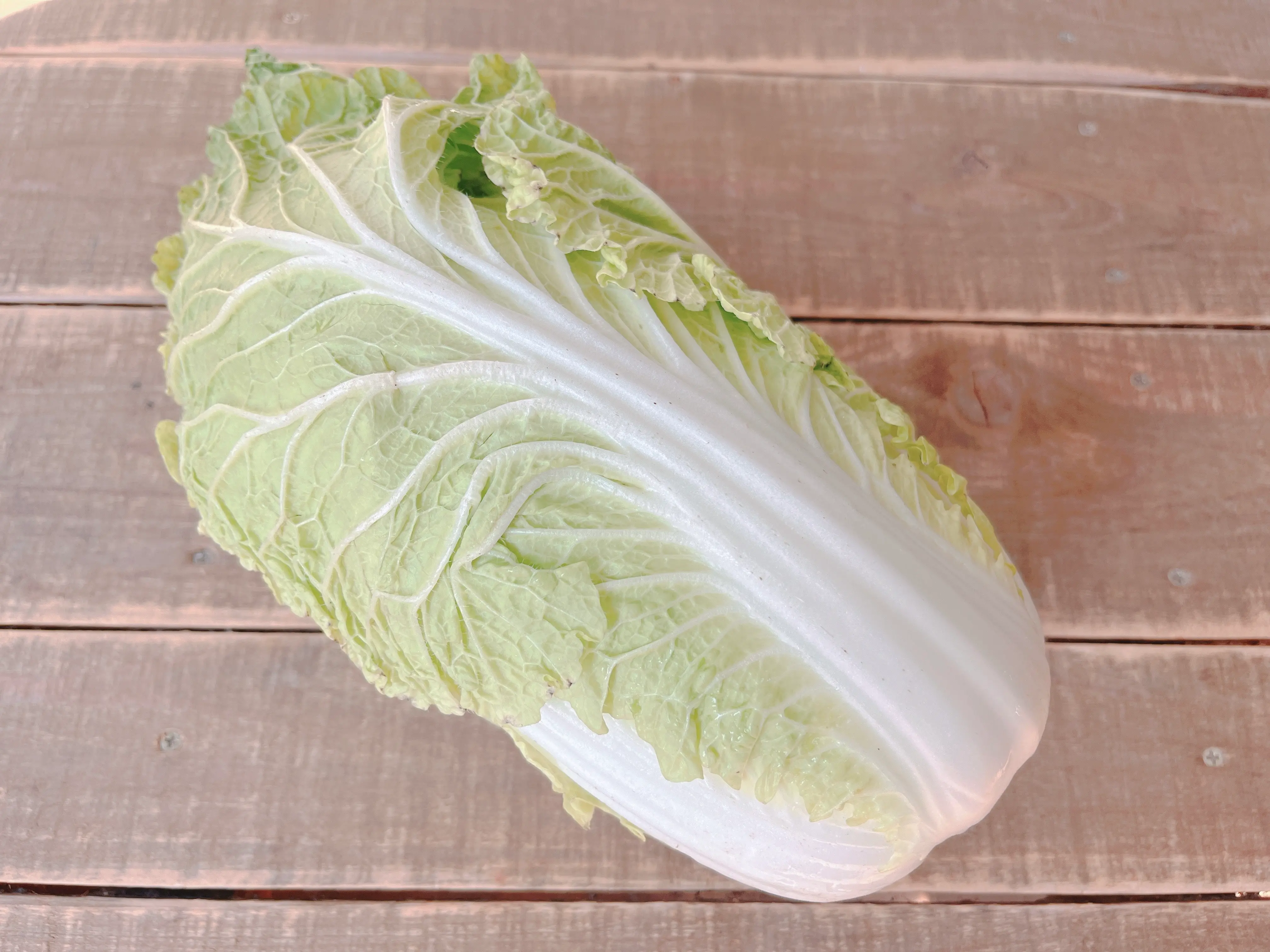 白菜1玉