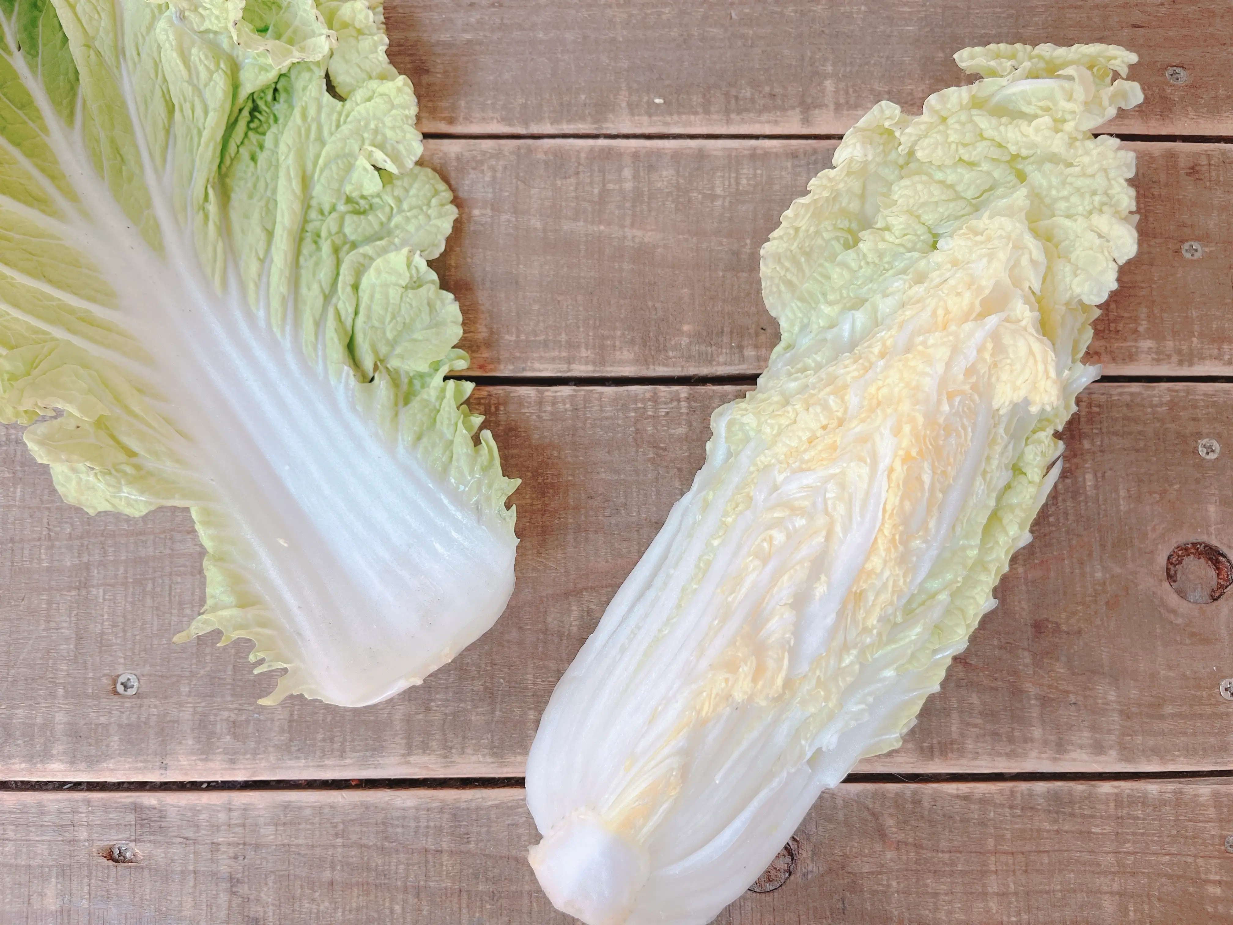 白菜の画像